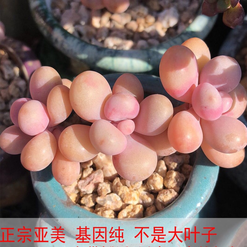 丸叶桃蛋腰子多肉亚美整群命运造型超大老桩老庄粗杆一物一拍盆栽