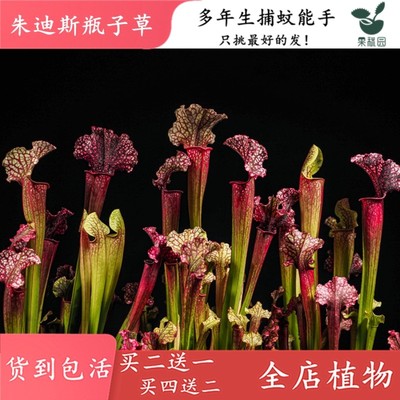 朱迪斯瓶子草【食虫植物大食虫草驱蚊盆栽花卉绿植盆景阳台室内】