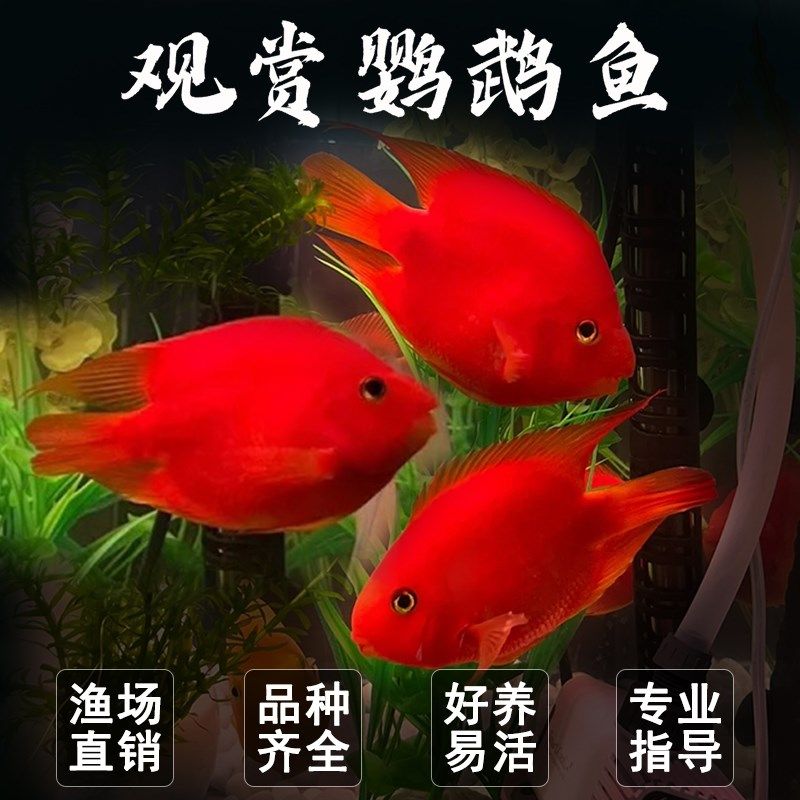 渔你有缘鹦鹉鱼活鱼起头元宝鹦鹉鱼财神招财鱼血红鹦鹉热带观赏鱼