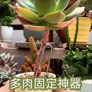 u型地钉防草布多肉悬崖桩加粗固定月季 压枝神器u形铁丝地膜草坪钉