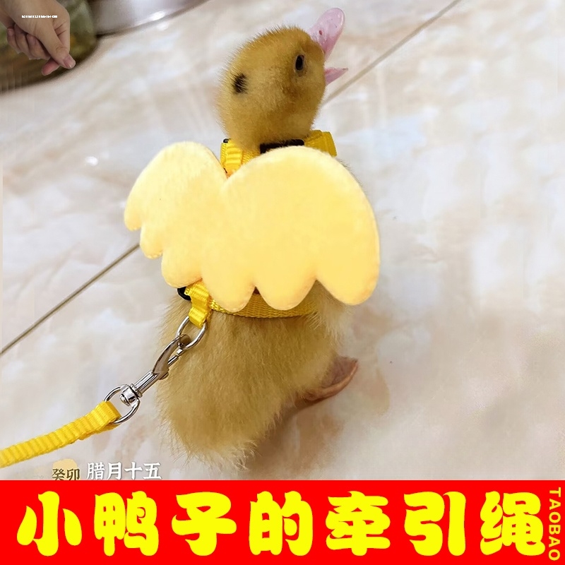 小鸭子的牵引绳溜宠物鹅绳子柯尔鸭遛绳小鸡外出神器可自动伸缩绳
