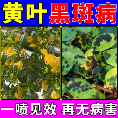 月季黑斑病专用药玫瑰兰茶花药黄叶桂花干尖蔷薇杜鹃病虫害营养液