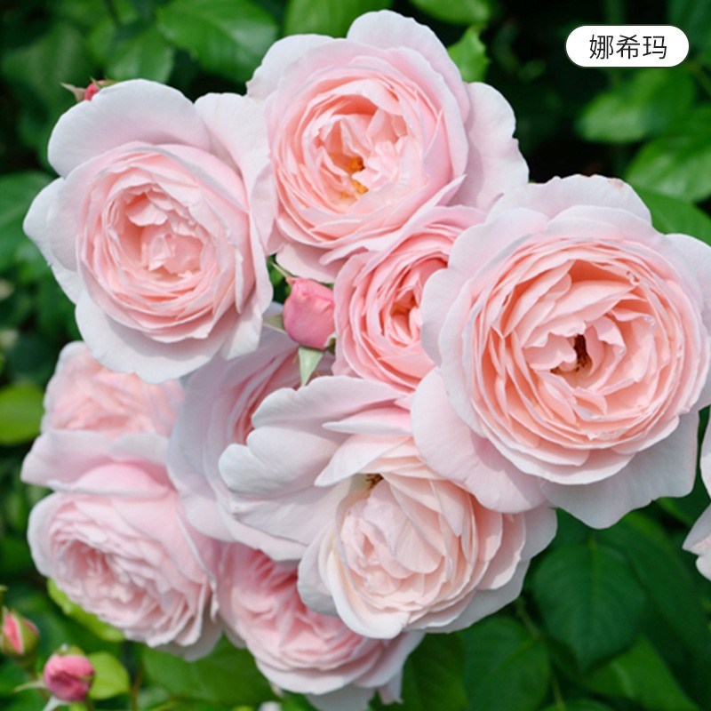 藤本娜荷马月季花苗爬藤开花玫瑰小苗室内四季盆栽花卉植物树绿植