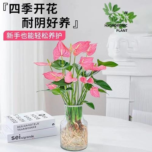 粉掌盆栽水培植物室内好养绿植水养花卉四季常青红掌鲜花一帆风顺