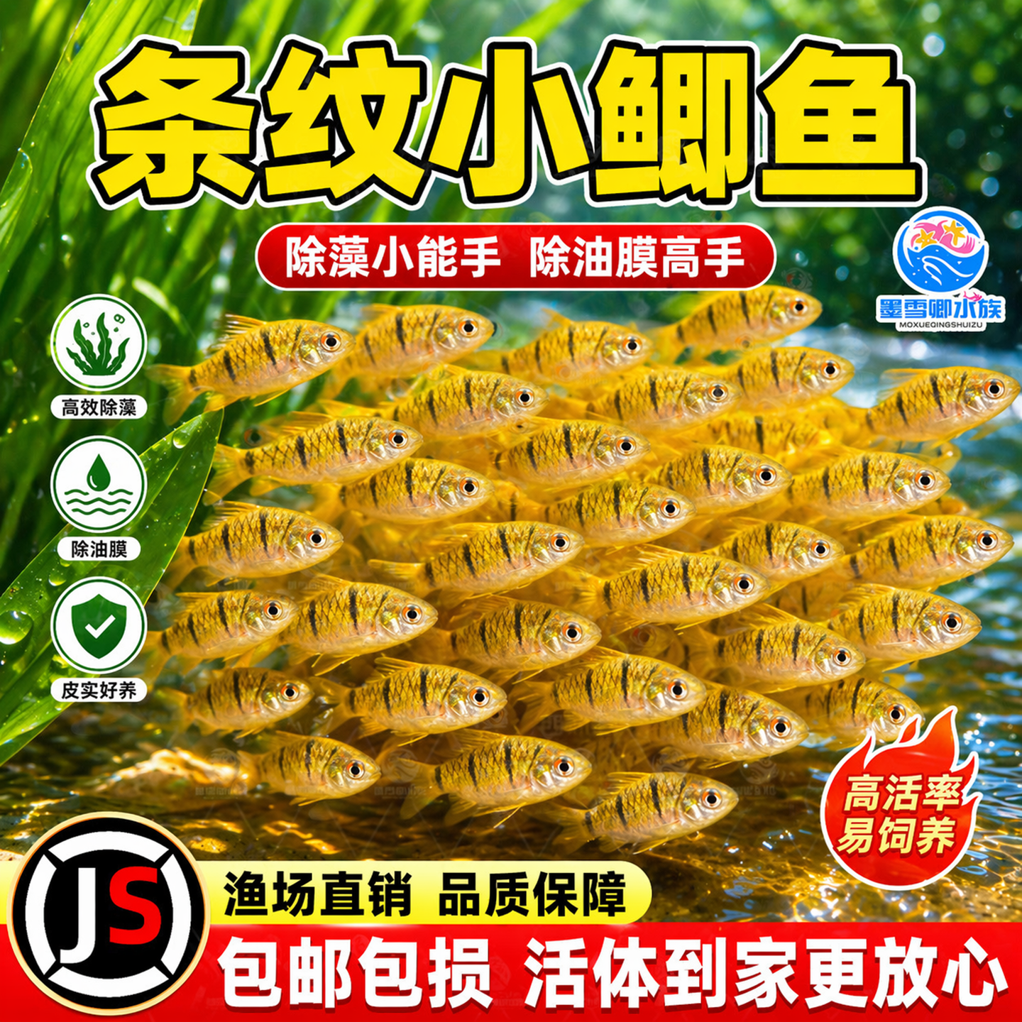 中国斗鱼伴侣条纹小鲃活体吃青苔耐寒冷水原生鱼溪流鱼群游观赏鱼
