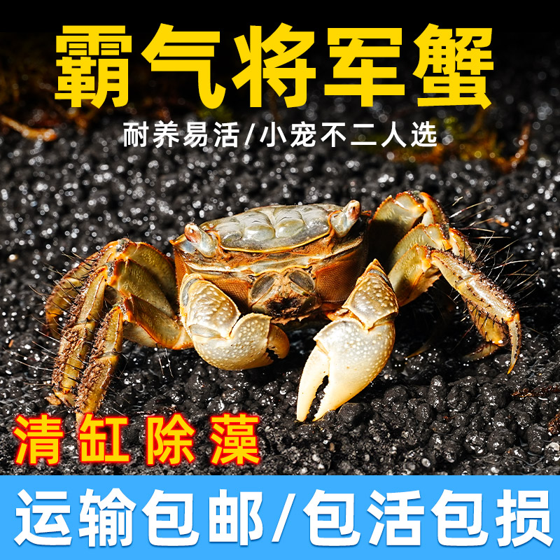 将军蟹淡水螃蟹活体观赏蟹桌面爬宠水果蟹相守蟹宠物蟹水族清洁工