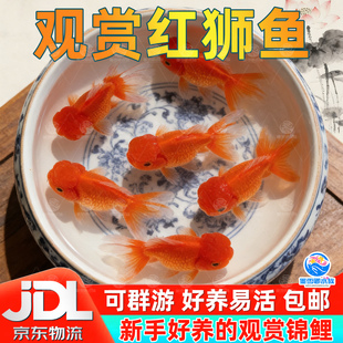 红狮金鱼国师鱼冷水鱼金鱼活鱼淡水锦鲤活体好养耐活不加温观赏鱼