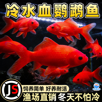 冷水鹦鹉不加温红鱼淡水好养易活冷水鱼苗观赏鱼活鱼金鱼耐活锦鲤