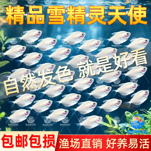 糖果色天使鱼观赏鱼耐活热带鱼草缸大号群游鱼淡水好养小型鱼活体