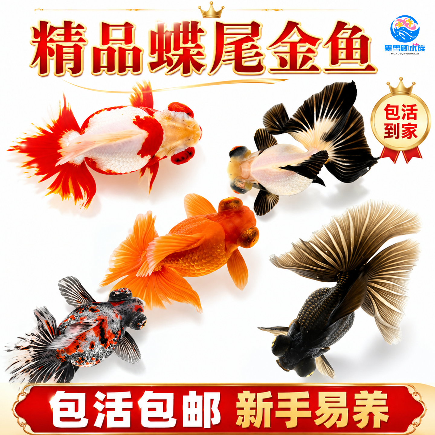 泰狮蝶尾金鱼活鱼冷水观赏鱼小型淡水新手好养耐活兰寿草金鱼苗