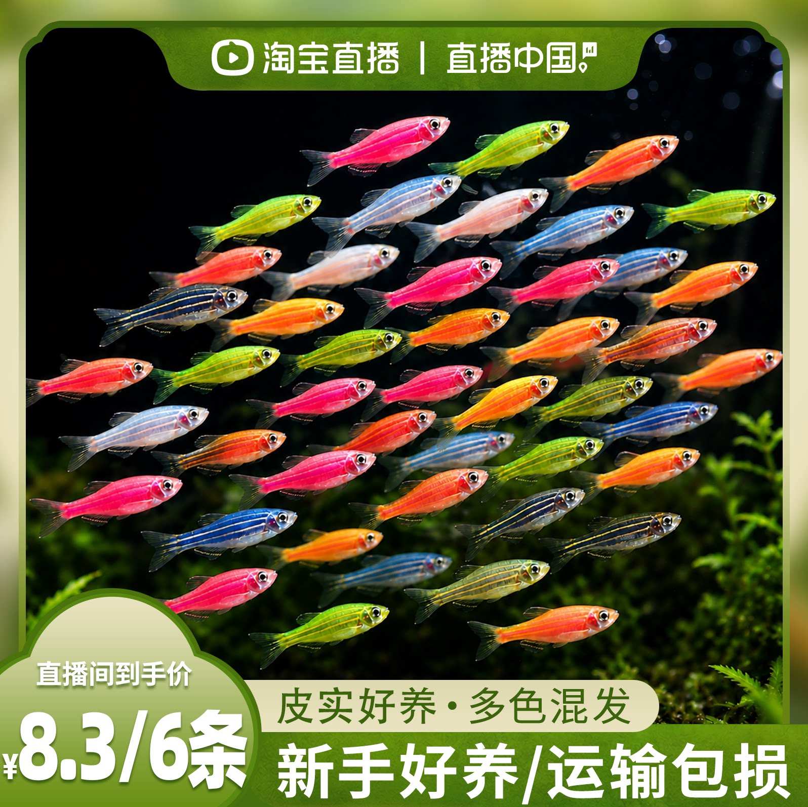 灯科鱼斑马鱼活体冷淡水新练手好养红绿宝莲灯小型热带观赏金鱼苗