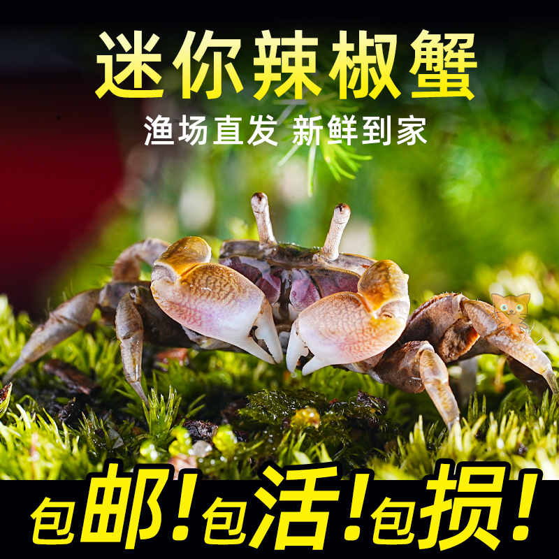 迷你蟹辣椒蟹观赏蟹可与灯科鱼孔雀鱼虾斑马鱼混养吃涡虫除藻活体