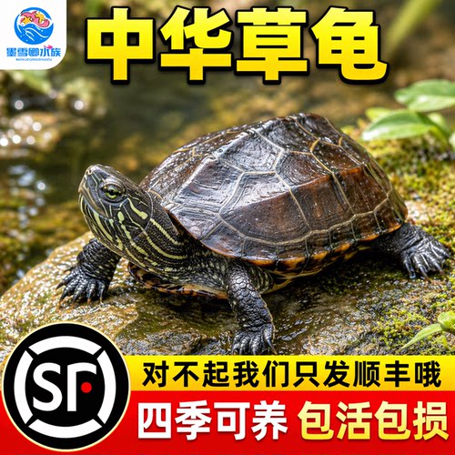 乌龟活物纯种中华草龟适合家养认主宠物活体陆地观赏巴西龟耐活