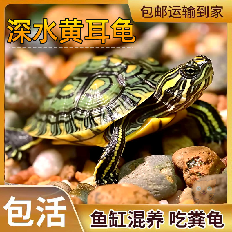 深水龟黄耳龟吃粪龟水龟鱼缸火焰乌龟活物黄头侧颈观赏宠物小乌龟