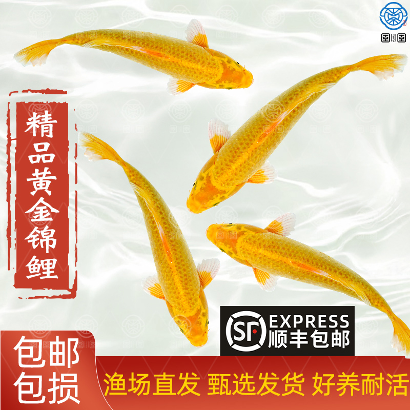 顺丰黄金锦鲤活鱼金鱼淡水鱼好养耐活冷水鱼黄金龙凤观赏鱼鱼苗