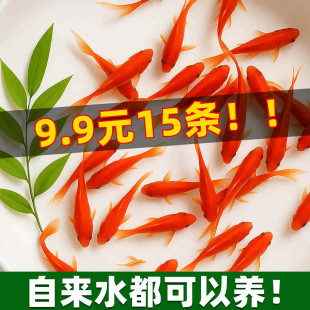 草金鱼活鱼锦鲤鱼苗观赏鱼淡水鱼冷水鱼小型耐活活体小金鱼红草金