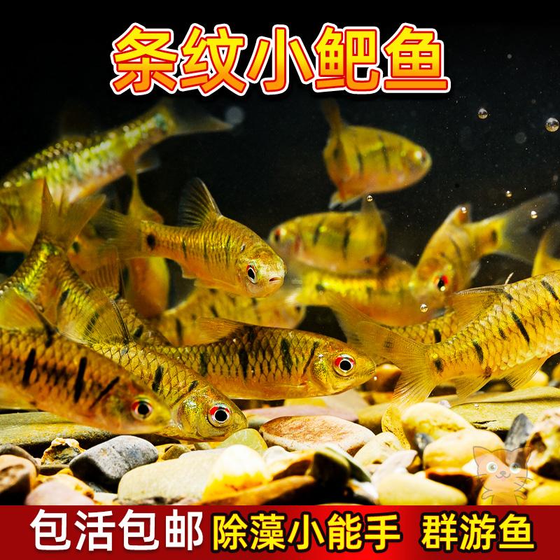 中国斗鱼伴侣条纹小鲃活体吃青苔