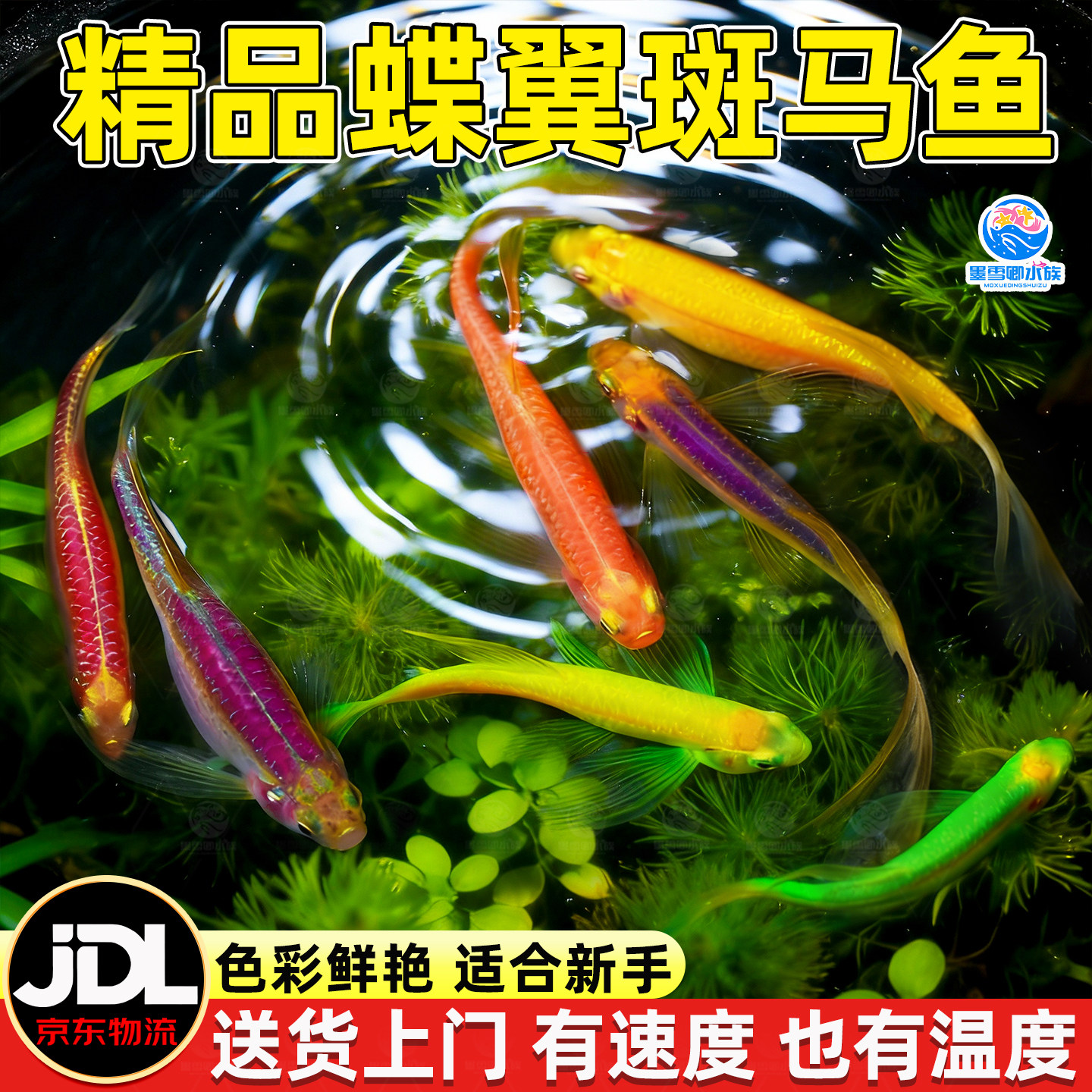 蝶翼斑马鱼热带小型观赏鱼淡水冷水鱼孔雀鱼灯科鱼耐寒好养活体鱼