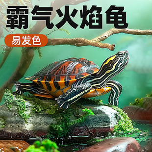 火焰龟鱼缸混养深水龟清道夫吃粪龟家养宠物龟冷水宽纹小乌龟活物