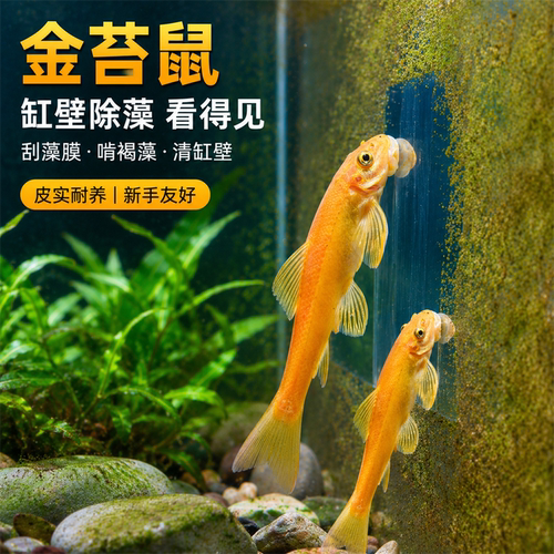 金苔鼠除藻清缸工具鱼吃青花斑台