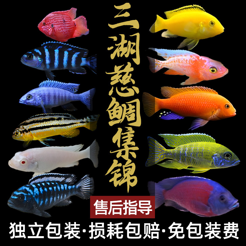 精品三湖慈鲷鱼马鲷苗观赏鱼非洲王子斑马淡水耐活好养小型热带鱼
