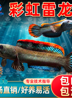 南鳢雷龙鱼观赏鱼冷水鱼红尾龙鱼凶猛七彩雷龙淡水活体彩虹雷龙鱼