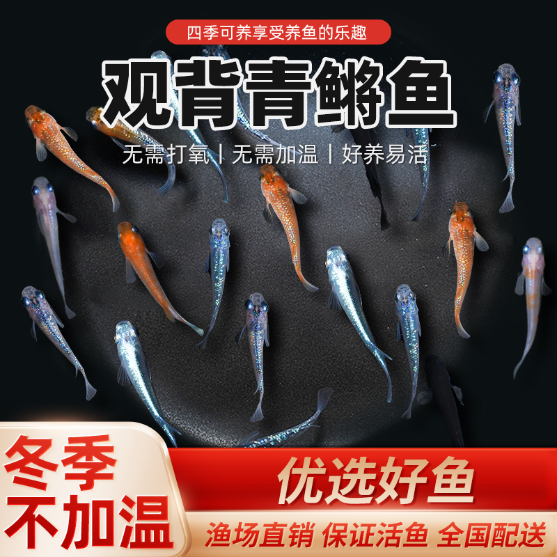 观背青鳉淡水原生鱼小型冷水鱼苗观赏鱼不用打氧吃蚊幼虫食蚊活鱼
