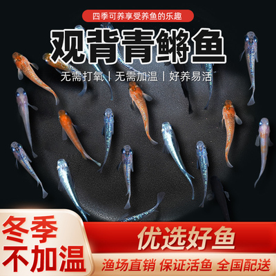 观背青鳉淡水原生鱼小型冷水鱼苗观赏鱼不用打氧吃蚊幼虫食蚊活鱼