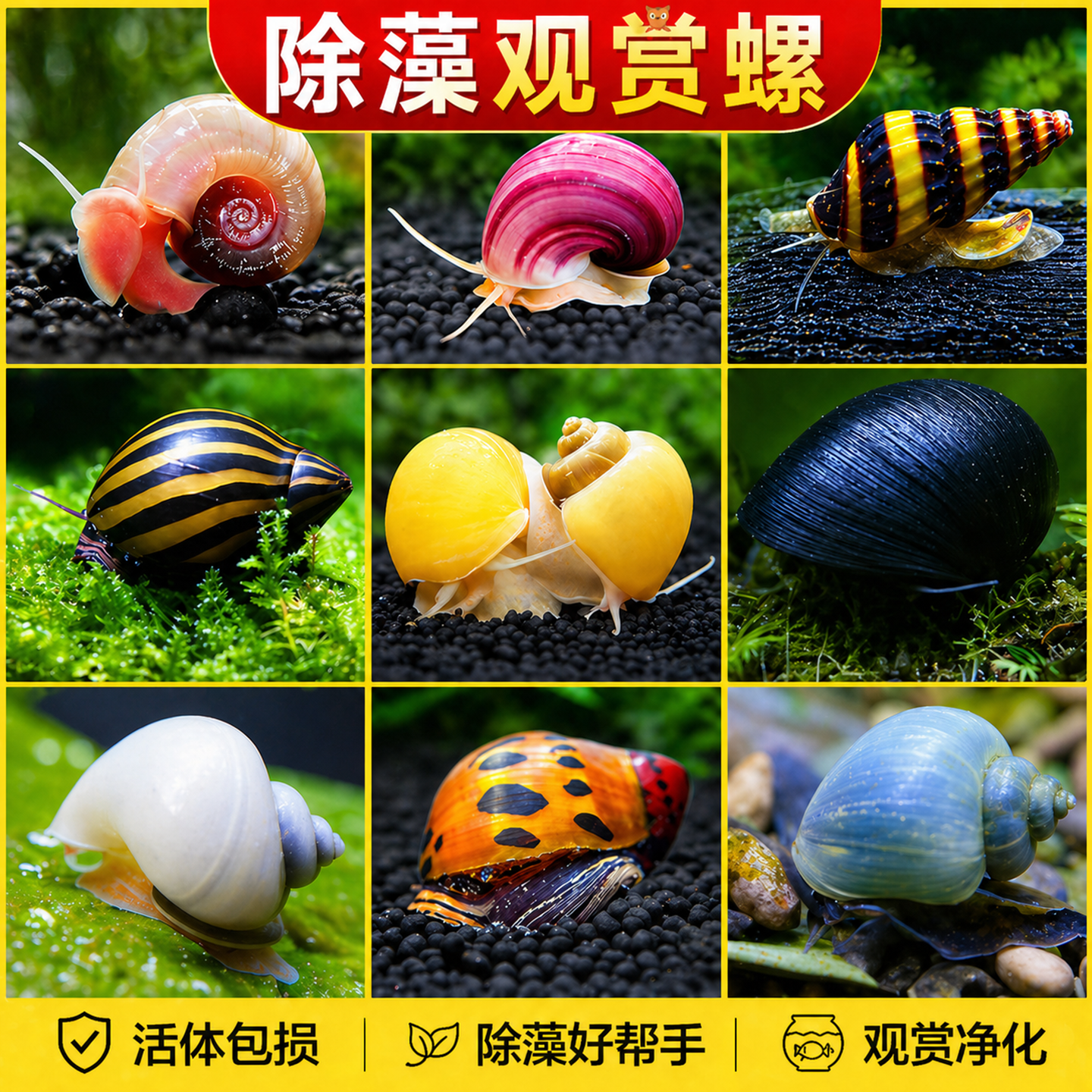 观赏螺淡水苹果螺鱼缸除藻工具吃藻清缸清理大号蜗牛小宠物黄金螺