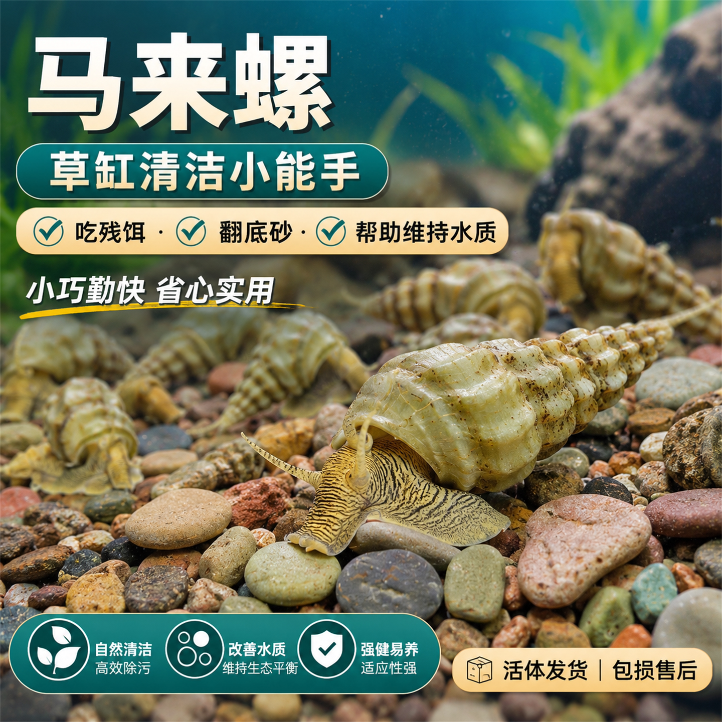 马来螺黄金观赏螺清洁鱼缸粪便杂质水藻净化水质草缸净水繁殖好养