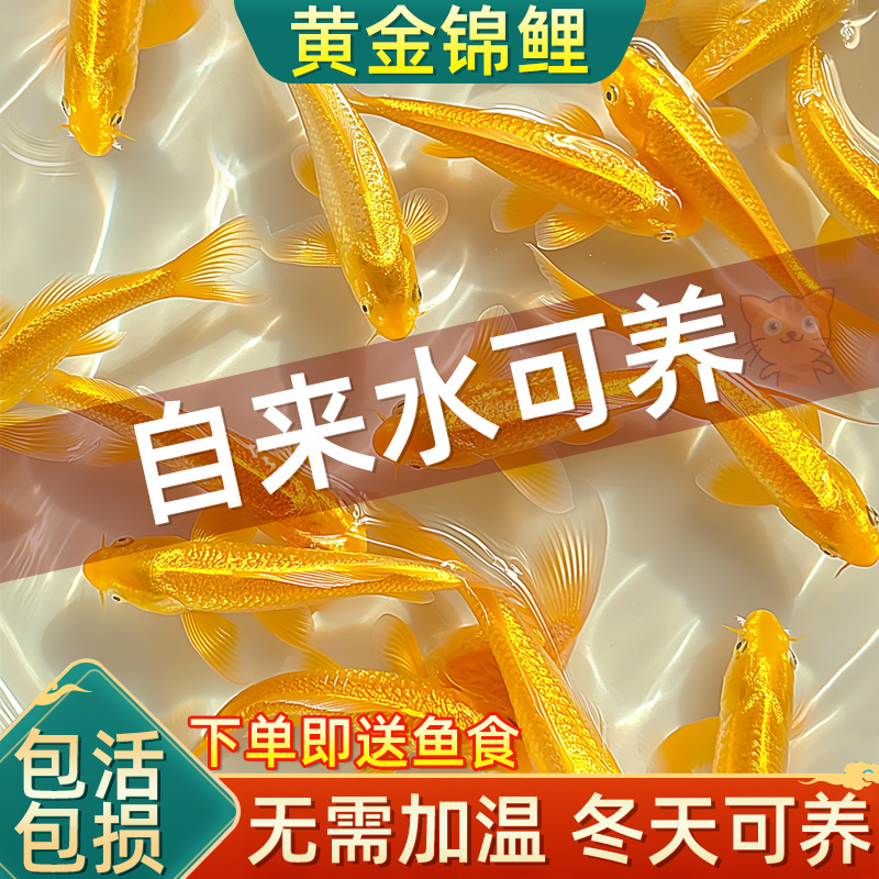 黄金锦鲤活鱼金鱼活鱼好养耐活冷水鱼鱼苗活体小金鱼观赏鱼草金鱼