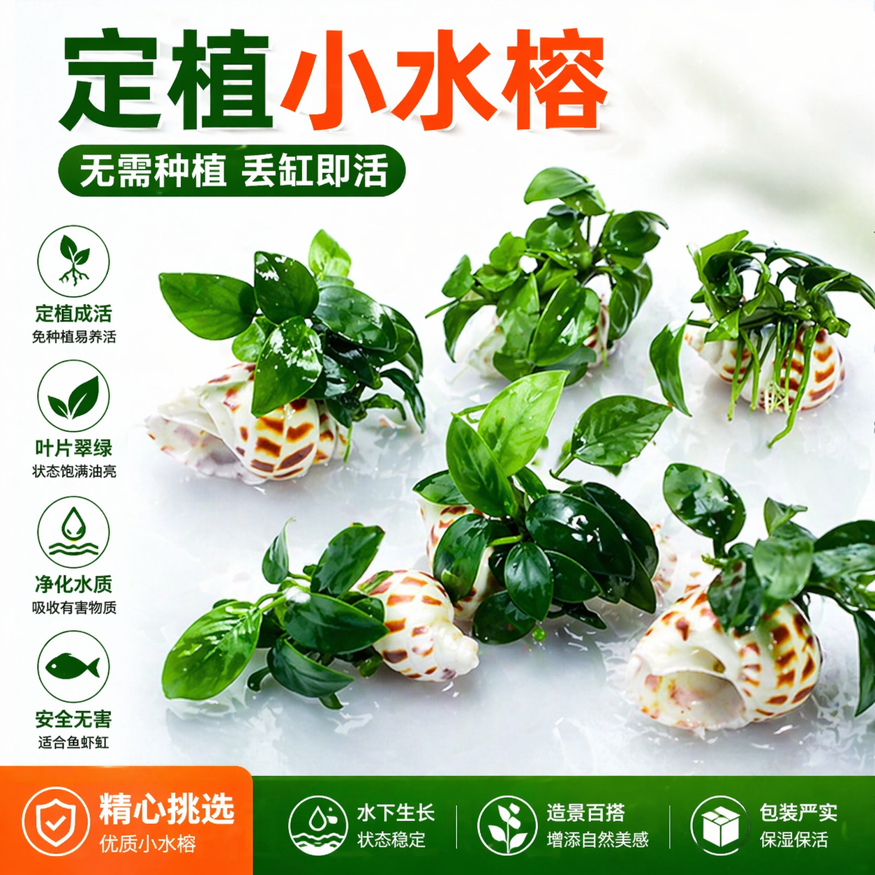新手造景装饰迷你海螺小水榕鱼缸水草小鱼缸淡水真水草植物增氧