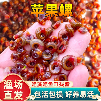 鱼缸清洁苹果螺淡水观赏螺超大号除藻螺喂龟狗头鱼饲料净化残食螺