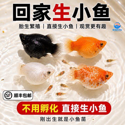 胎生鱼活体玛丽球淡水广温小鱼易繁殖鱼好养热带观赏鱼新手闯缸鱼