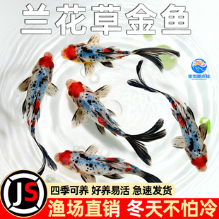 兰花草金鱼热带观赏鱼冷水好养耐活自来水淡水长尾巴活鱼鱼苗小型