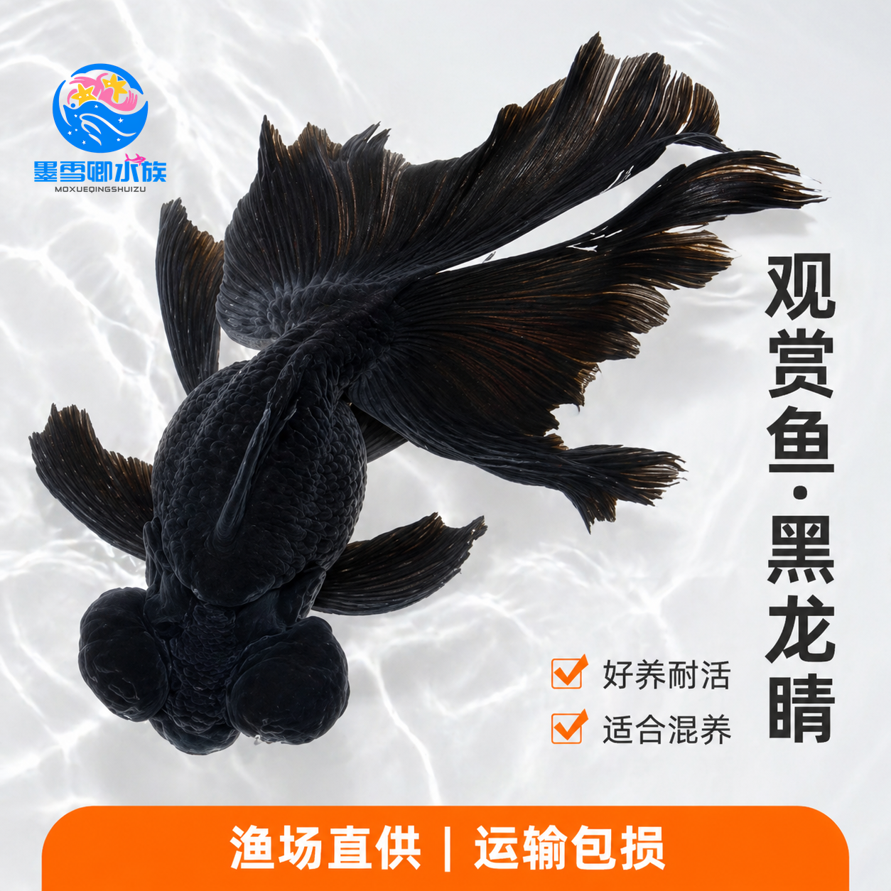 黑龙晴金鱼蝶尾金鱼鸿运当头大眼鱼黑金鱼好养耐活小型冷水观赏鱼