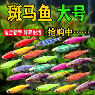大号七彩斑马鱼小型热带鱼苗观赏鱼好养耐活灯科群游鱼练手活体鱼