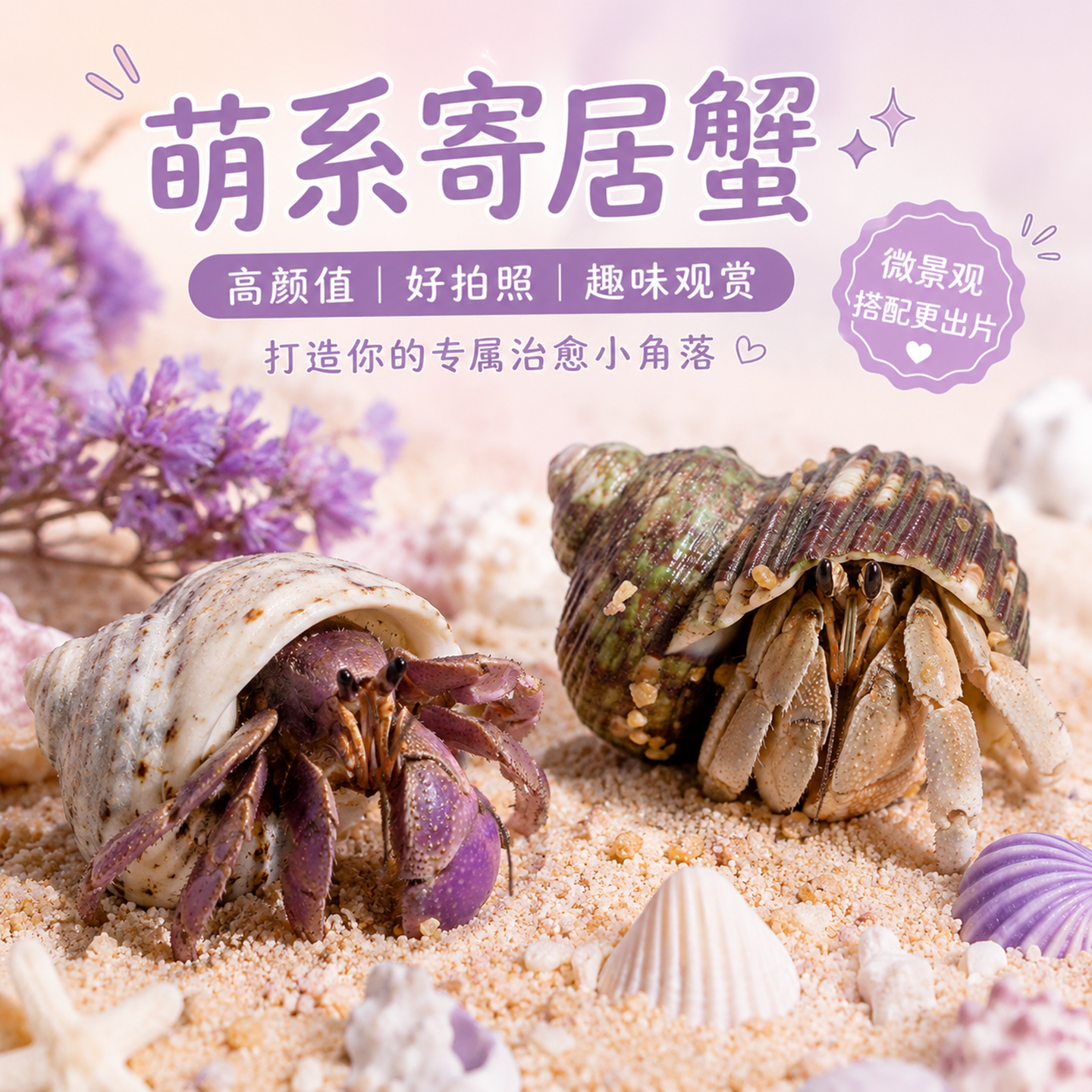 小豆丁陆生寄居蟹观赏蟹活物饲养造景套装好养易活螃蟹桌面萌宠蟹 - 实物图