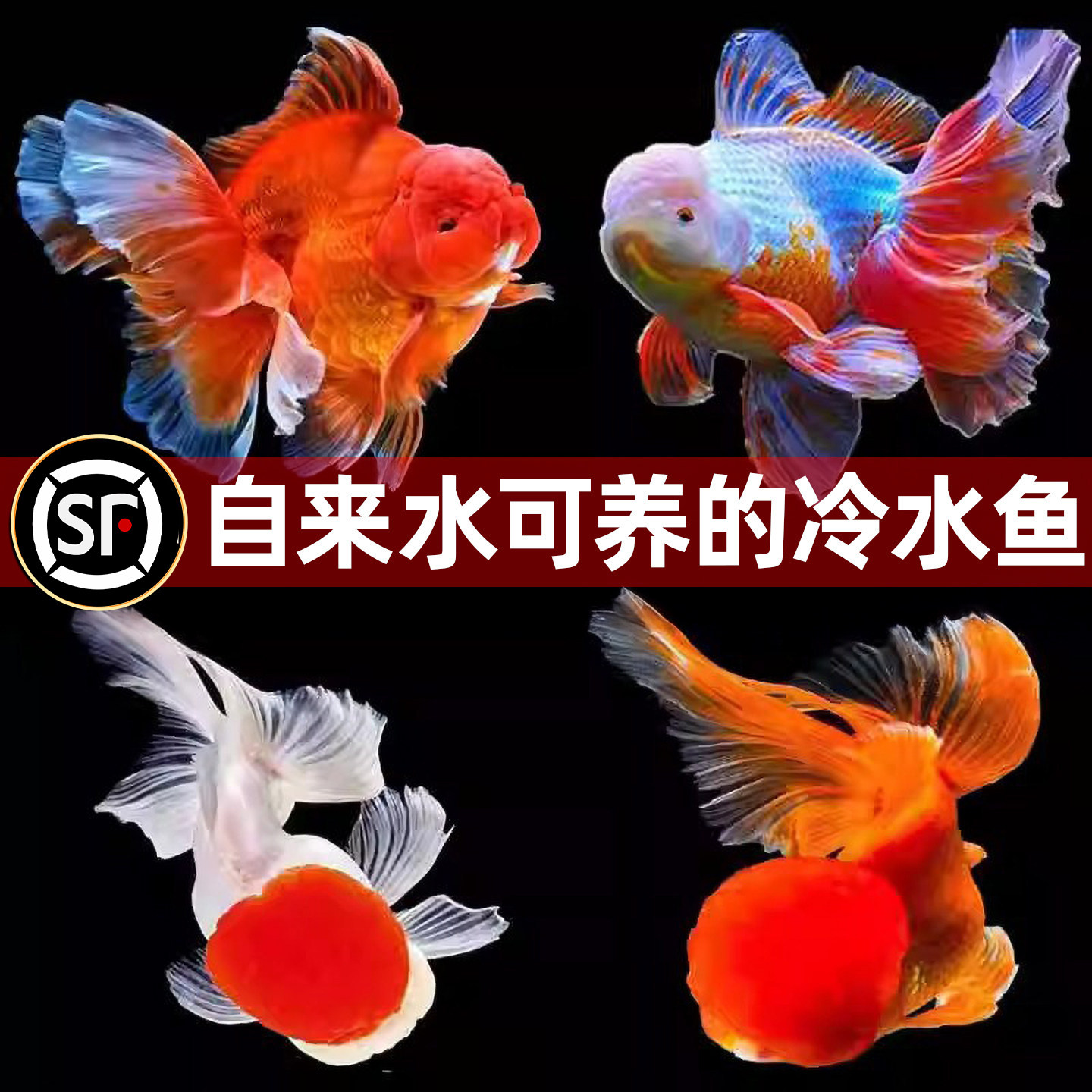红狮子头金鱼鸿运当头红鱼苗冷水鱼龙镜淡水鱼闯缸鱼宠物鱼观赏鱼