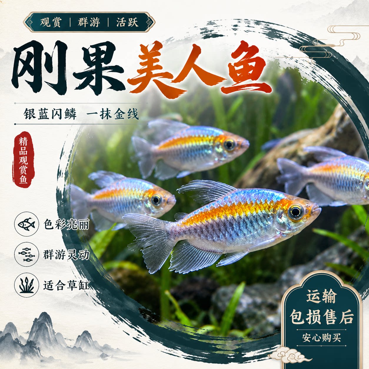 刚果美人鱼淡水草缸群游鱼热带观赏鱼扯旗鱼蓝刚果美人小型鱼活体图片