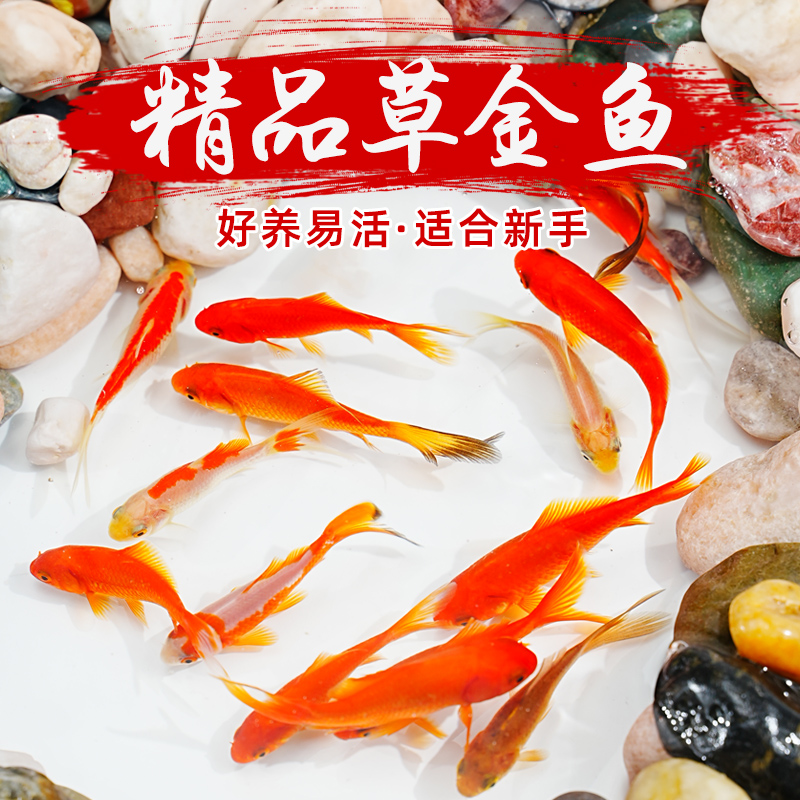 草金鱼活鱼锦鲤鱼苗观赏鱼淡水鱼冷水鱼小型耐活活体小金鱼红草金