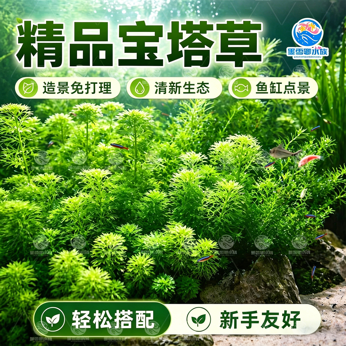 小宝塔水草水下叶鱼缸植物原生缸草缸造景装饰无需转水阴性水草