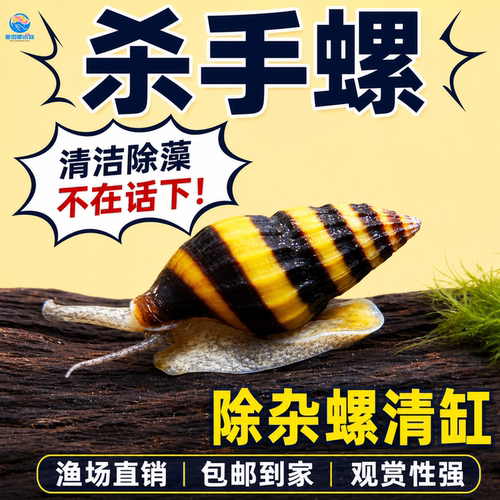 杀手螺观赏活体净水杂螺除涡虫淡水蜜蜂宝塔螺工具清洁鱼缸钻纹蜗