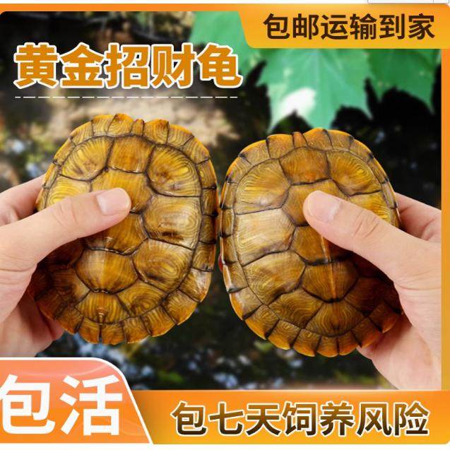 乌龟活物红耳乌龟巴西龟草龟长寿宠物情侣龟观赏适合家养的小乌龟