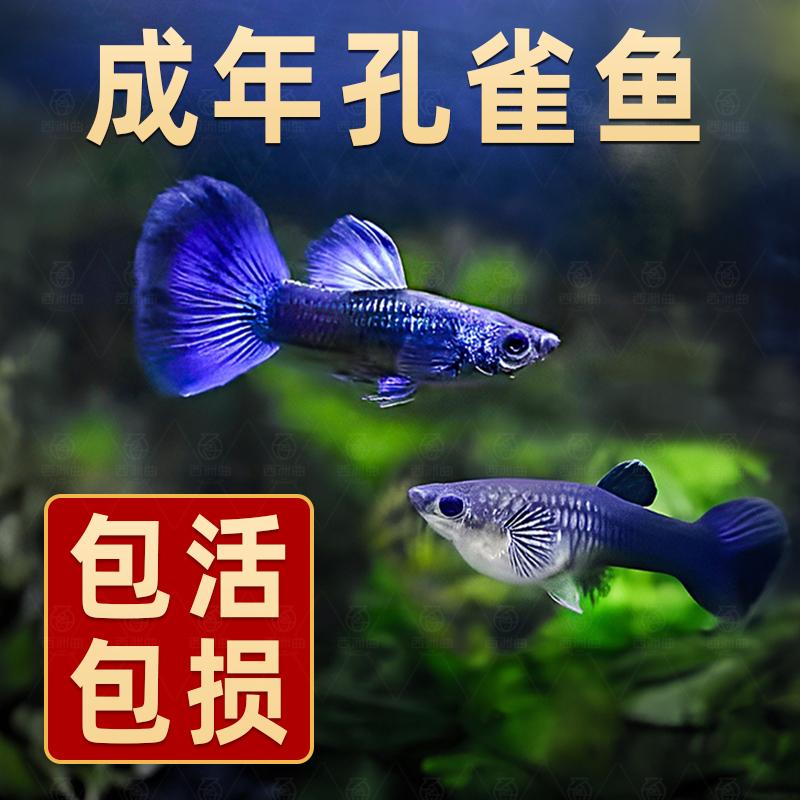 冰蓝孔雀鱼小型鱼宠物淡水公母凤尾鱼纯种观赏鱼活体斑马繁殖热带