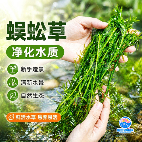 蜈蚣草水草植物鱼缸造景专用净水竹增氧绿植懒人好养易活阴性水草