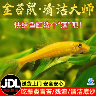 金苔鼠除藻清缸工具鱼吃青苔花斑金台鼠青苔鼠清洁底栖活体清道夫