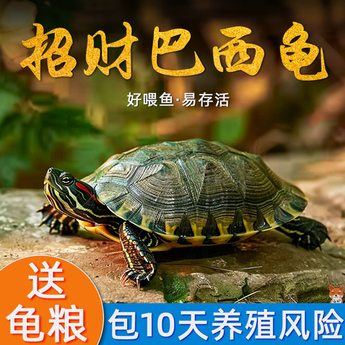 巴西龟情侣龟乌龟活物家养观赏中华宠物龟金钱龟黄金龟红耳小水龟