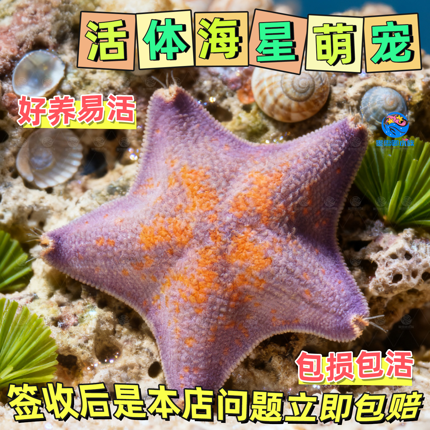 海星海燕小宠物海缸活体动物派大星迷你海洋生物清洁水母冷水活物