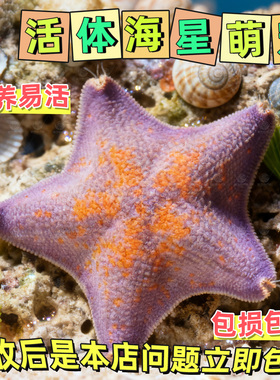 海星海燕小宠物海缸活体动物派大星迷你海洋生物清洁水母冷水活物